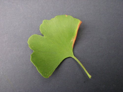 Maidenhair Tree (Ginkgo biloba)