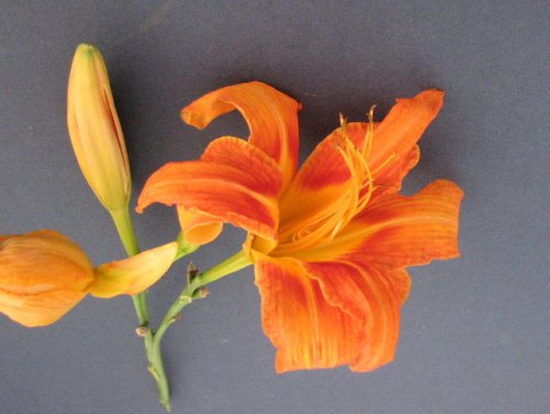 Orange Day Lily (Hemerocallis fulva)