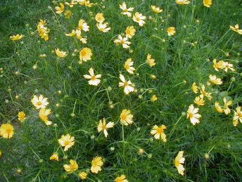 Big Flower Coreopsis (Coreopsis grandiflora)