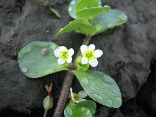 Disk Leaf Water Hyssop (Bacopa rotundifolia)