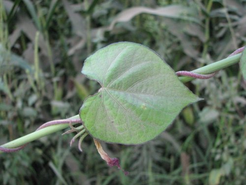 Ivy Leaf Morning Glory (Ipomoea hederacea)