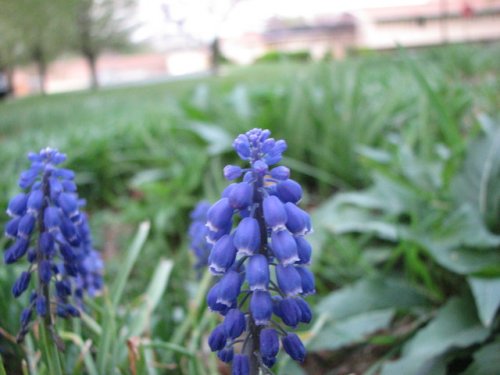 Common Grape Hyacinth (Muscari botryoides)