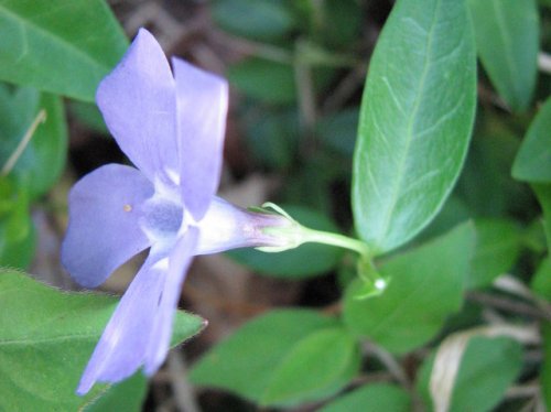 Lesser Periwinkle (Vinca minor)