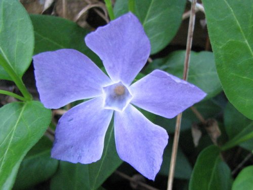 Greater Periwinkle (Vinca major)