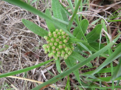 Woolly Milkweed (Asclepias lanuginosa)