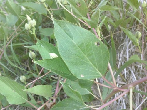 Narrowleaf morning glory (Ipomoea shumardiana)