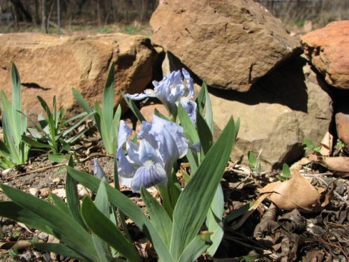 Dwarf bearded Iris (Iris pumila)