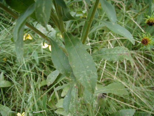 Gray Goldenrod (Solidago nemoralis)