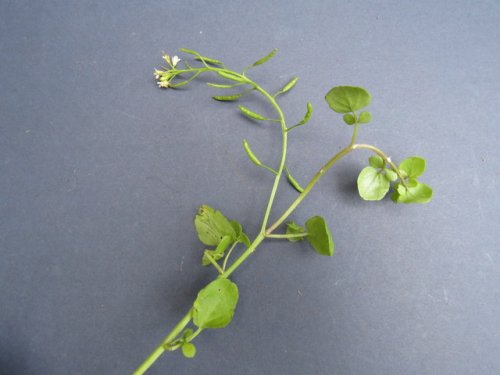 Common Watercress (Nasturtium officinale)