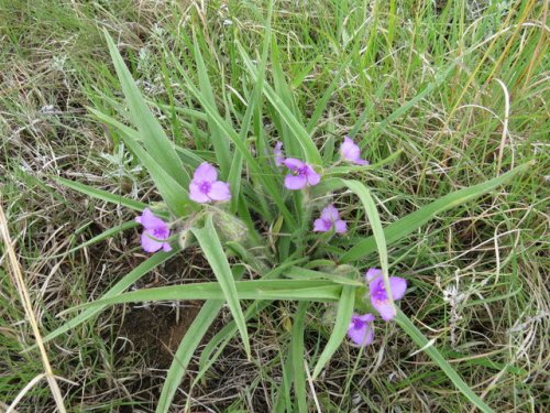 Tharp's Spiderwort (Tradescantia tharpii)