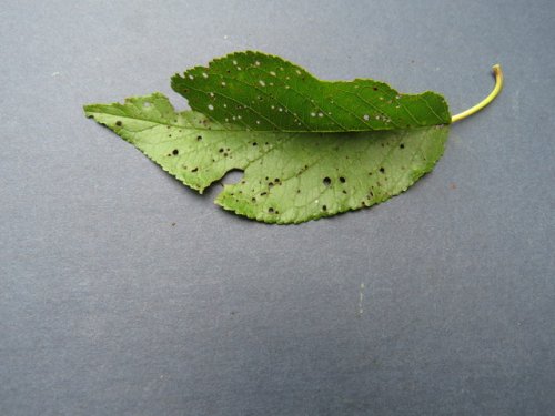 Wild Goose Plum (Prunus munsoniana)