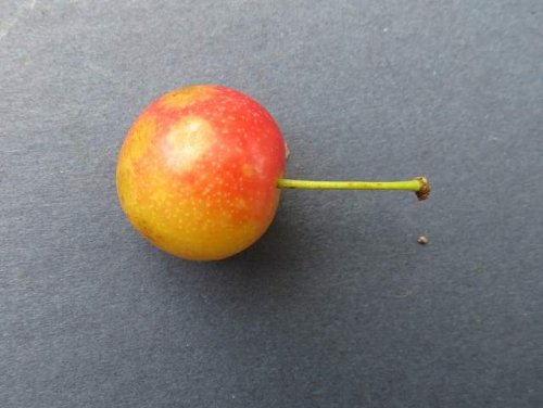 Hortulan Plum (Prunus hortulana)