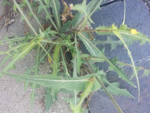 Common sow thistle (Sonchus oleraceus)