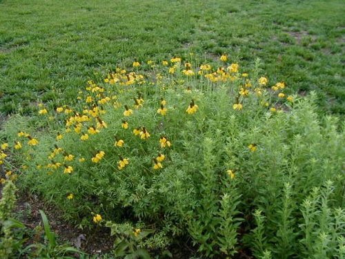 Prairie Coneflower (Ratibida columnifera)