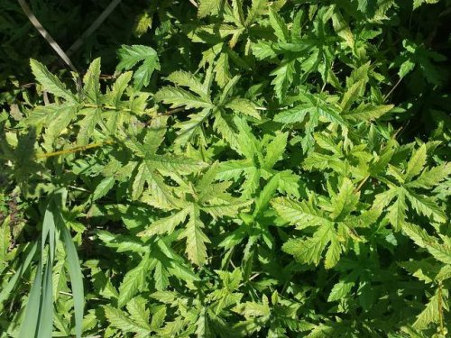 Queen of the prairie (Filipendula rubra)