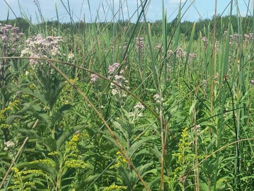 Spotted Joe-Pye Weed (Eupatorium maculatum)