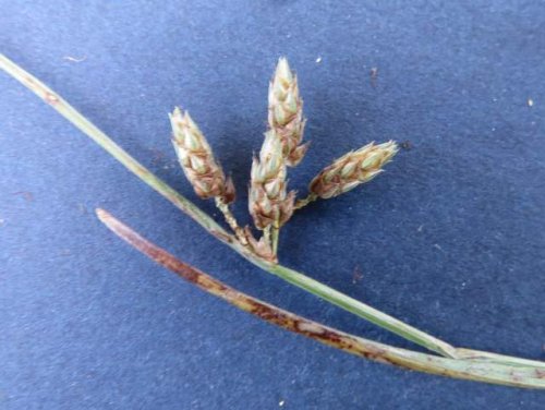 Rocky Mountain bulrush (Schoenoplectiella saximontana)