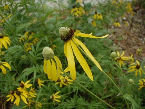 Gray-headed Coneflower (Ratibida pinnata)