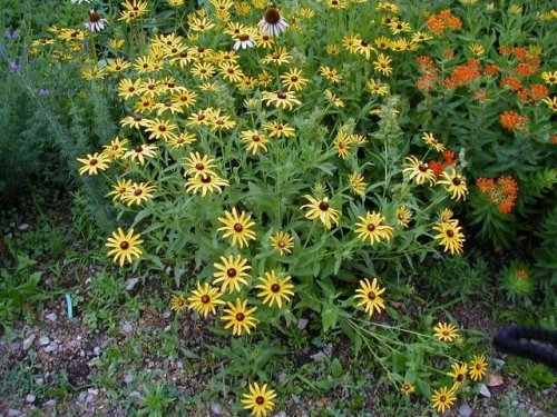 Black Eyed Susan (Rudbeckia hirta)