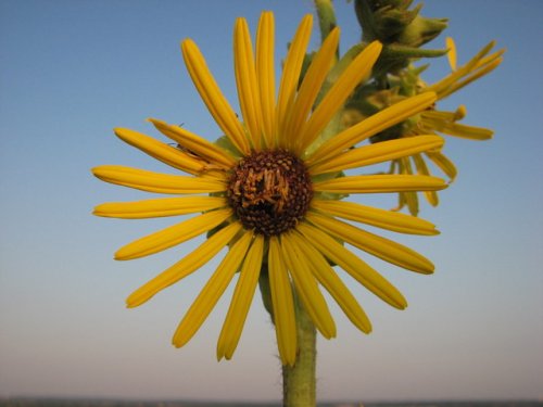 Compass Plant (Silphium laciniatum)