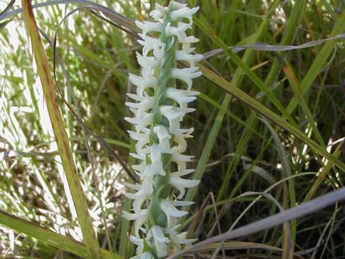 Great Plains Lady's Tresses (Spiranthes magnicamporum)