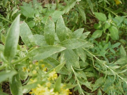 Downy Goldenrod (Solidago petiolaris)