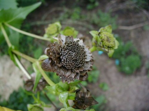 Cup Plant (Silphium perfoliatum)