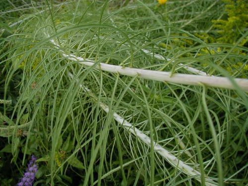 Willow Leaf Sunflower (Helianthus salicifolius)