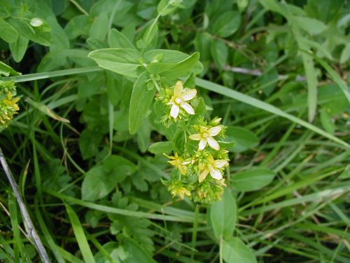 Spotted St. John's-wort (Hypericum punctatum)