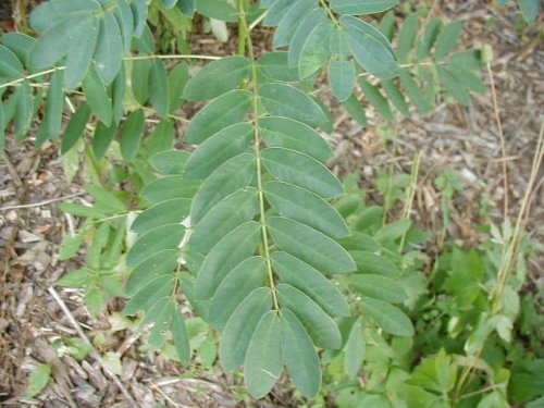 Maryland Senna (Cassia marilandica)