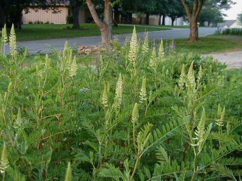 Canada Milkvetch (Astragalus canadensis)