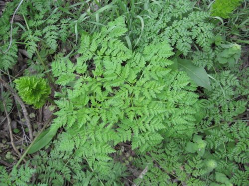 Poison Hemlock (Conium maculatum)