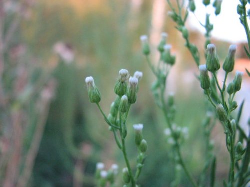 Tall Horseweed (Conyza canadensis)