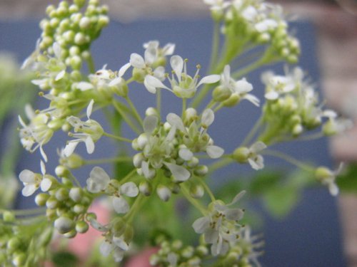 Whitetop (Lepidium draba)