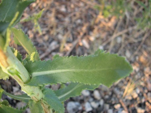 Curly-top Gumweed (Grindelia squarrosa)