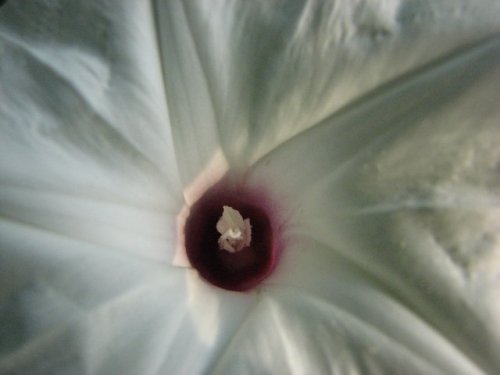 Bigroot morning glory (Ipomoea pandurata)