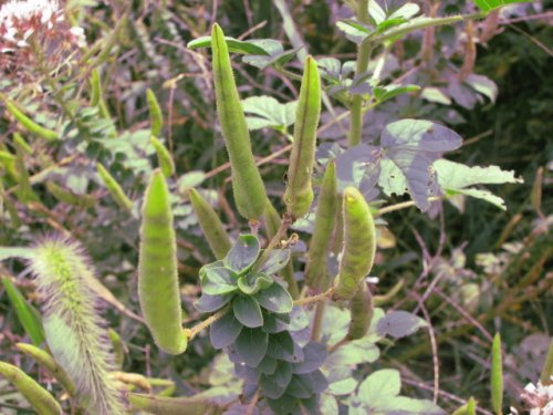 Clammy-weed (Polanisia dodecandra)