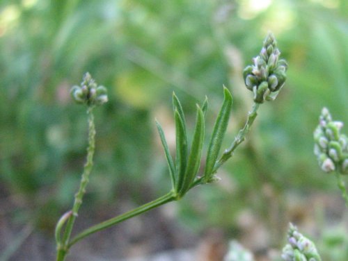 Whorled Milkwort (Polygala verticillata)