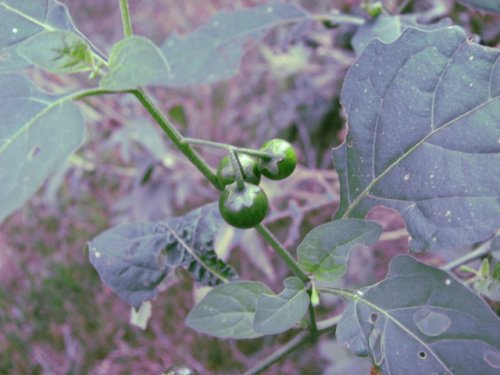 Black Nightshade (Solanum ptycanthum)