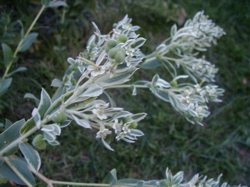 Snow on the Mountain (Euphorbia marginata)