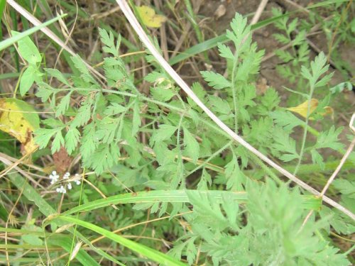 Wild Carrot (Daucus carota)