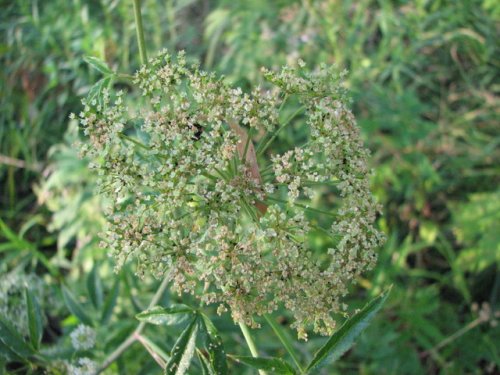 Water Hemlock (Cicuta maculata)