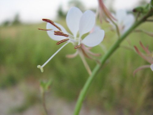 Longflower Beeblossom (Gaura longiflora)