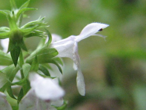 Slenderleaf Betony (Stachys tenuifolia)