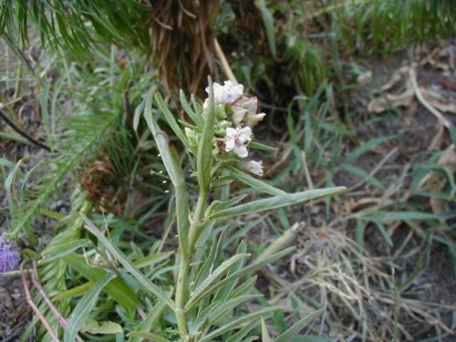 White Four-O'clock (Mirabilis albida)