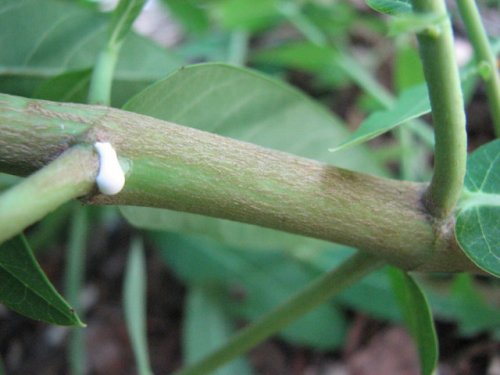 Hemp Dogbane (Apocynum cannabinum)