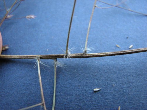 Purple Lovegrass (Eragrostis spectabilis)