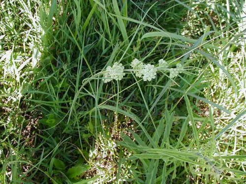 Narrowleaf Milkweed (Asclepias stenophylla)