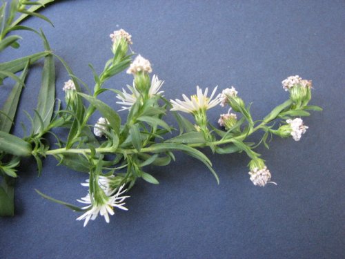 Lanceleaf Aster (Aster lanceolatus)