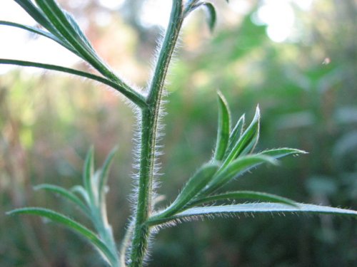 Hairy Aster (Aster pilosus)